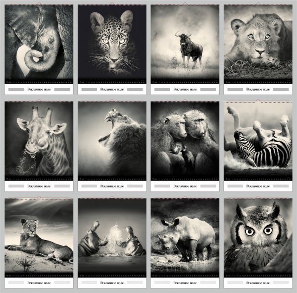 «Дикие животные»